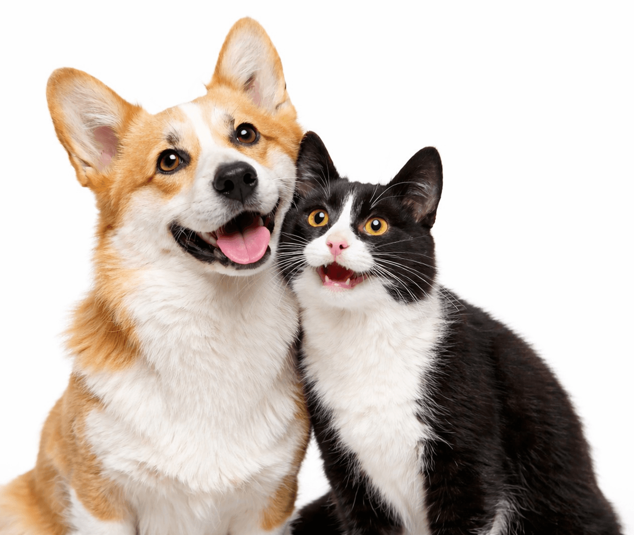 Happy dogs and cats together