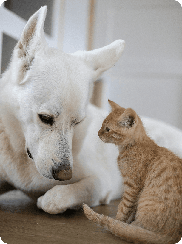 Golden retriever looking up
