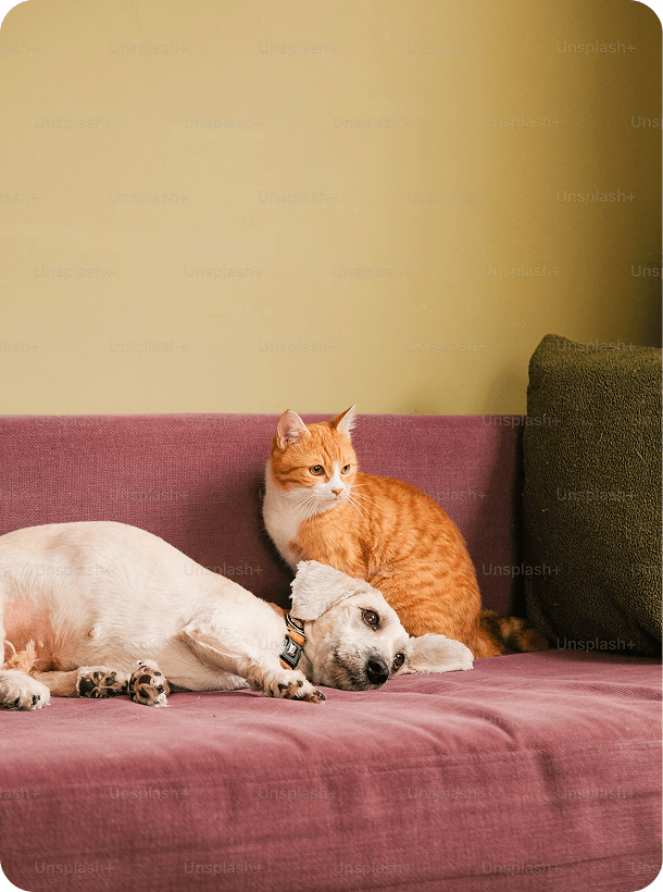 Cat resting peacefully