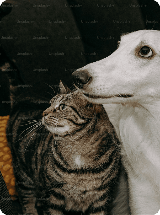 Two dogs playing outdoors