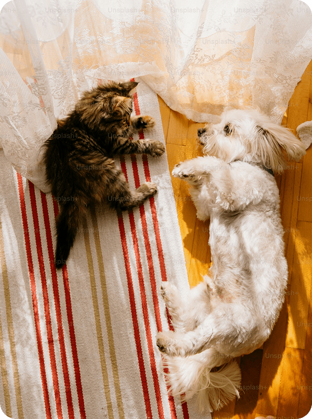 Small dog looking at camera