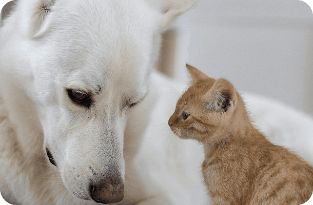White dog close-up